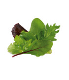 Le Mélange de jeunes Pousses