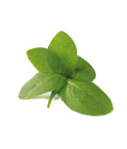 La Jeune Pousse d’épinard